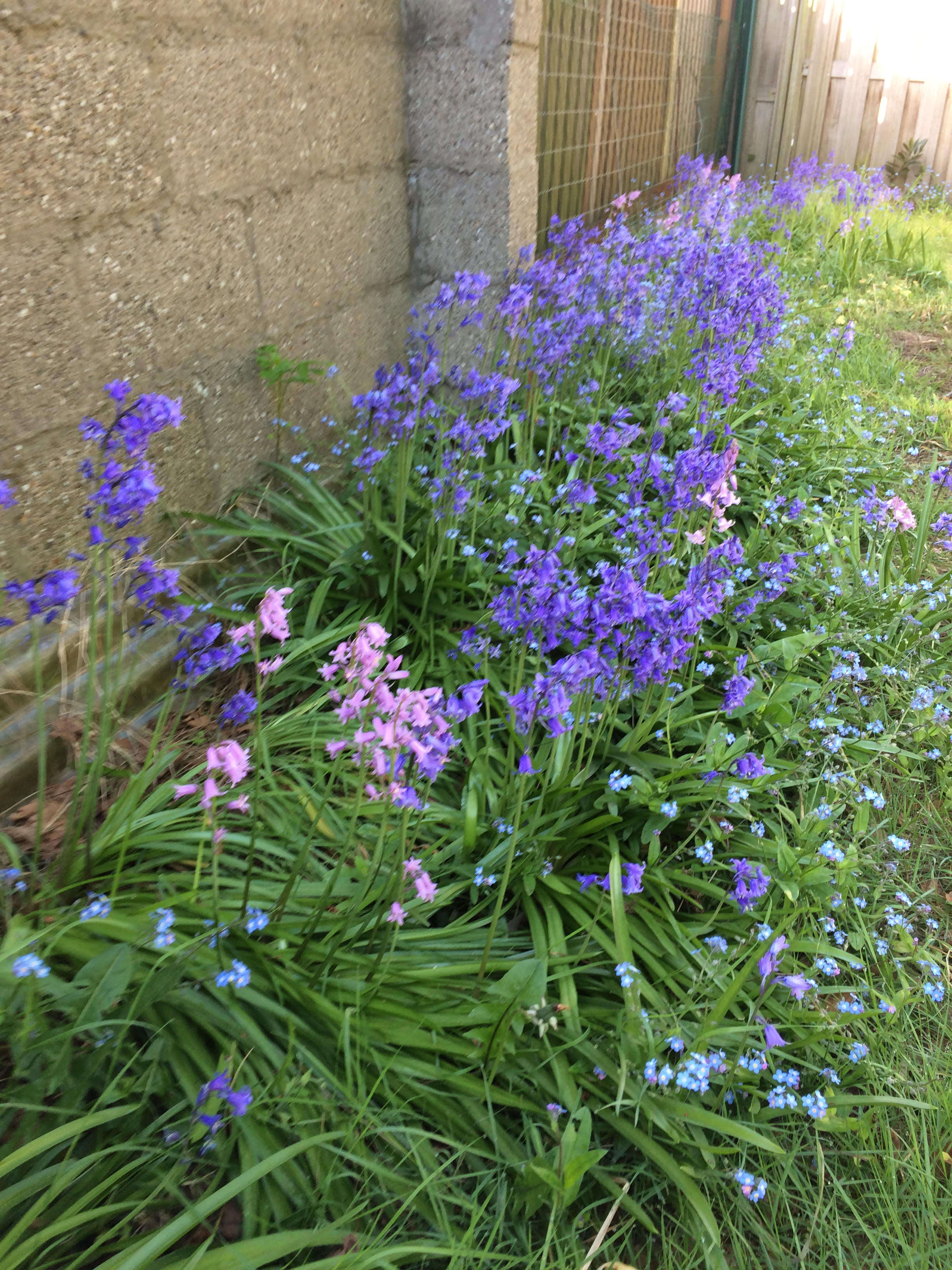 Image of hyacinthoides