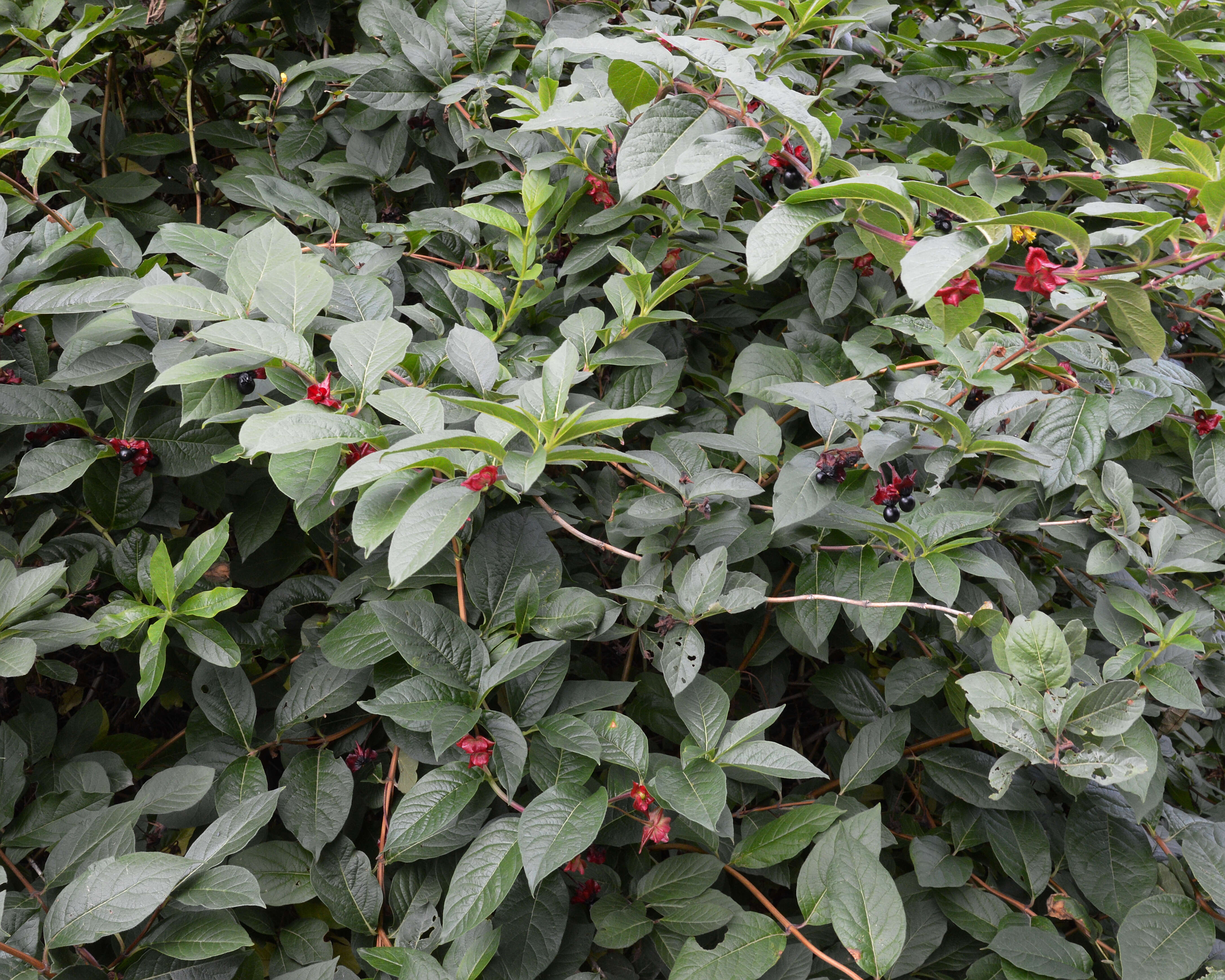 Imagem de Lonicera involucrata (Richards.) Banks ex Spreng.