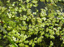 Image of turion duckweed