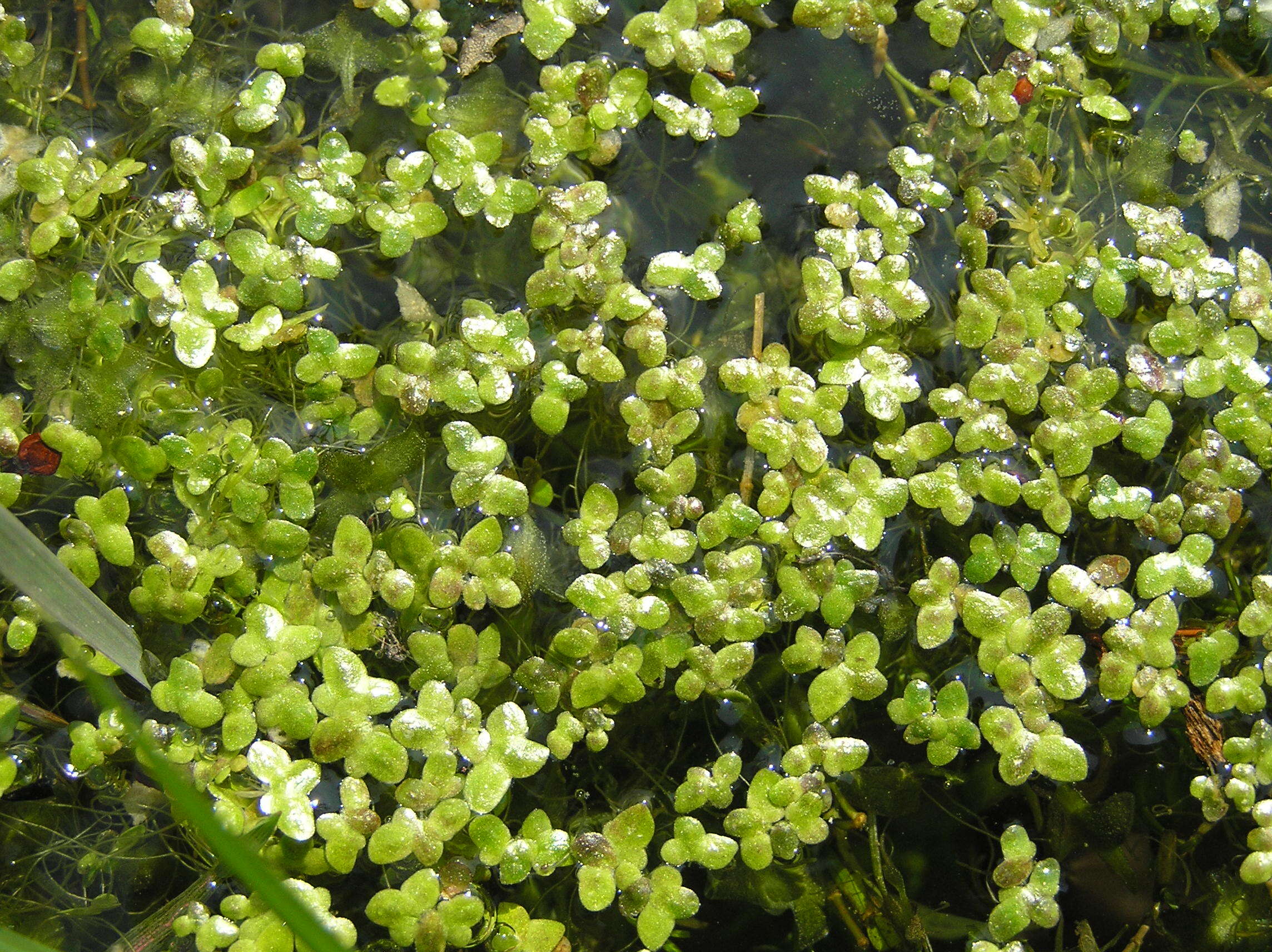 Image of turion duckweed