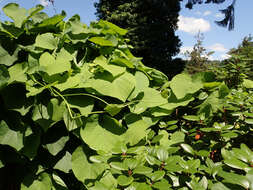 Image of Dutchman's pipe