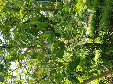 Image of West Indian milkberry