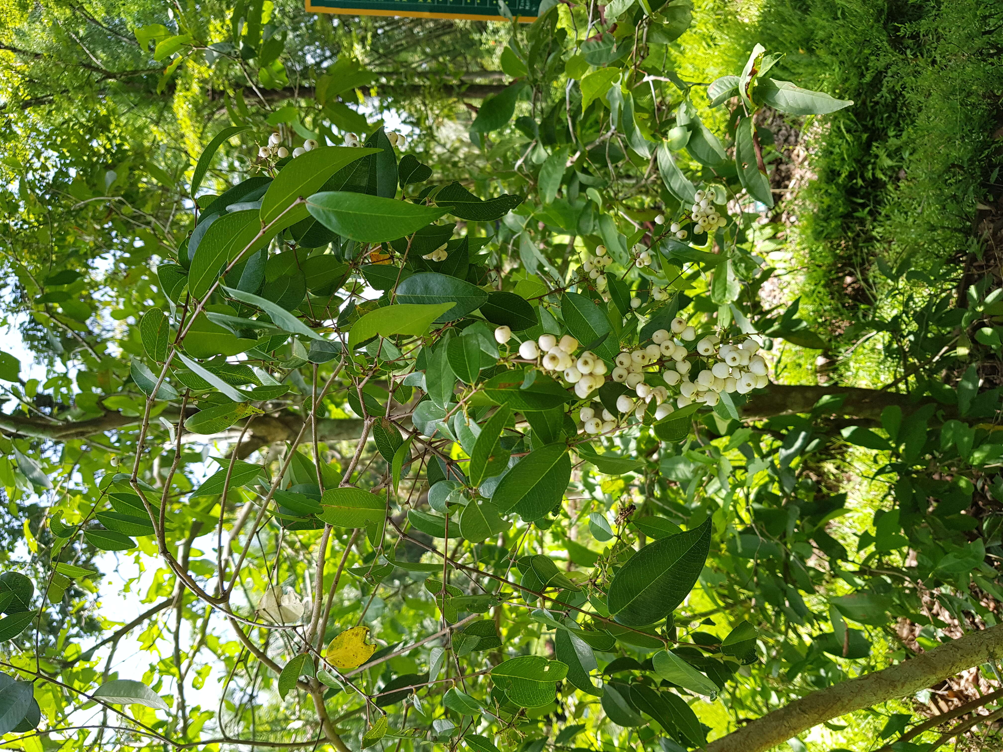 Image de Chiococca alba (L.) Hitchc.