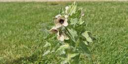 Image of black henbane