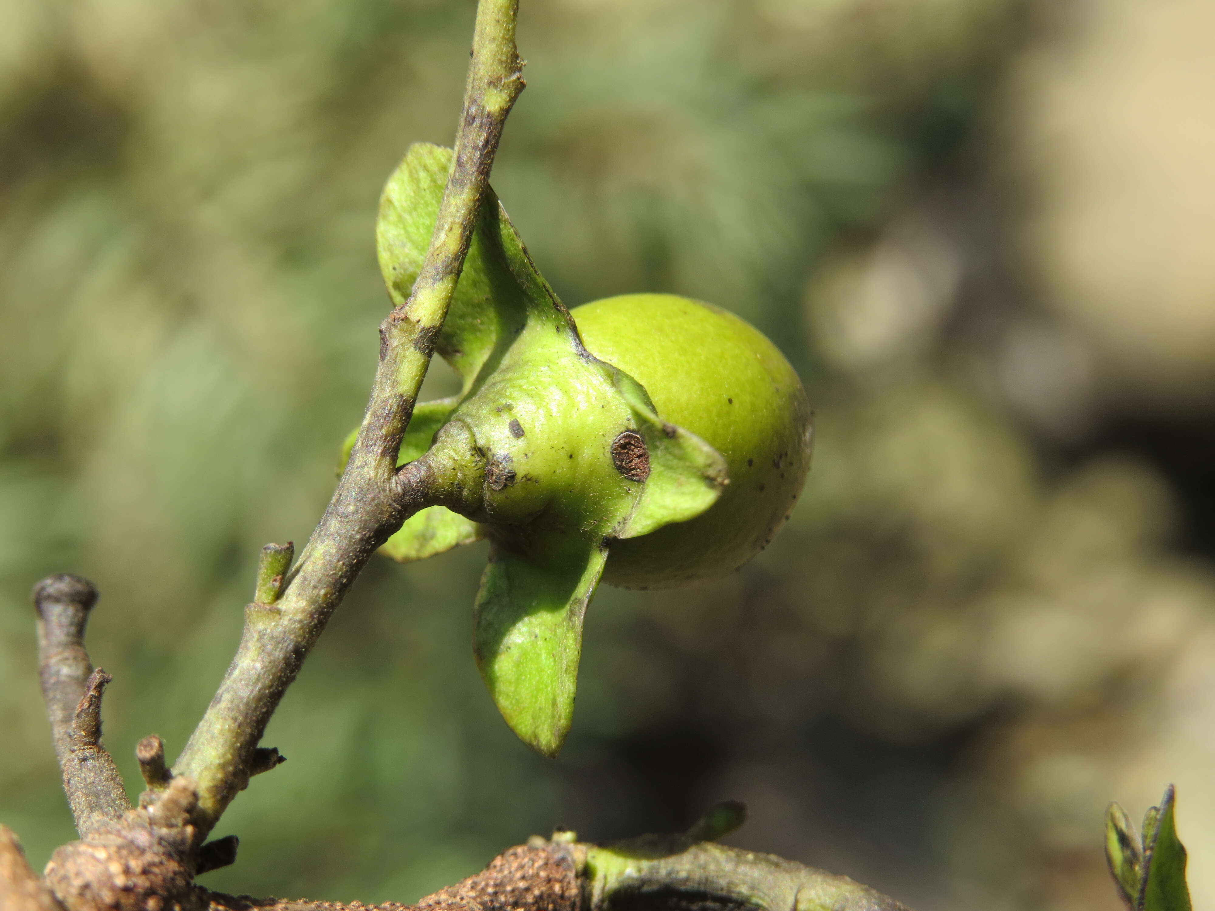 Image de Diospyros ebenum J. Koenig ex Retz.