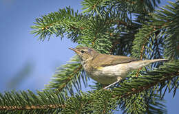 Image of Common Chiffchaff