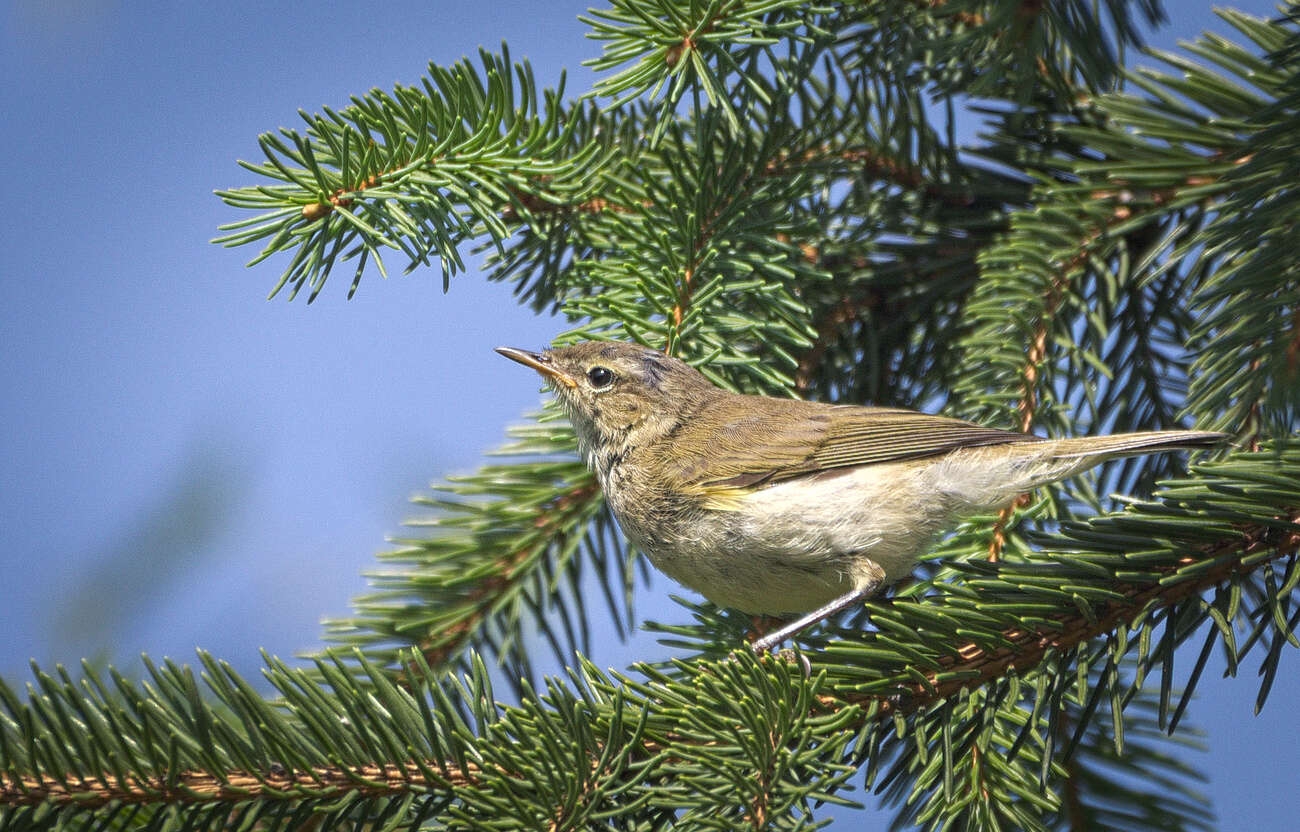 Image of Common Chiffchaff