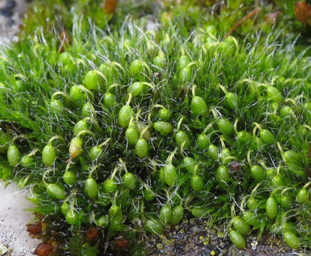 Image of pulvinate dry rock moss