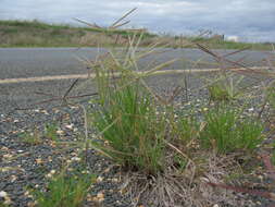 Image of Australian fingergrass