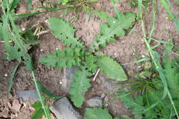 Image of tall globethistle