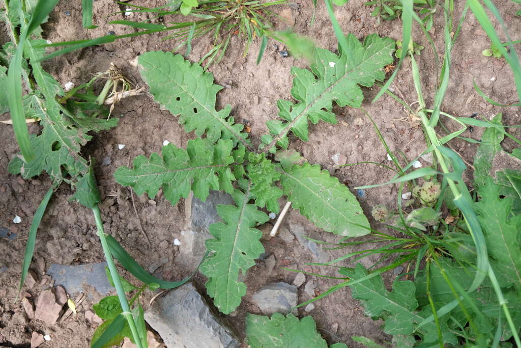 Image of tall globethistle