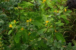 Image of Impatiens auricoma Baill.