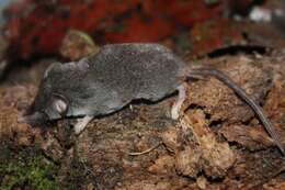Image of Black-footed Shrew