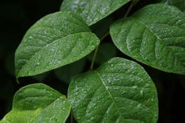 Image of Japanese Knotweed