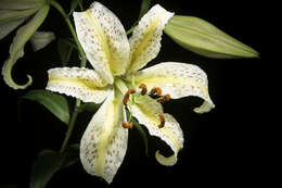 Lilium auratum Lindl. resmi