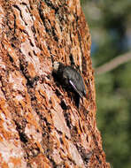 Image of White-headed Woodpecker