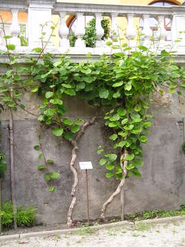 Image de Actinidia chinensis Planch.