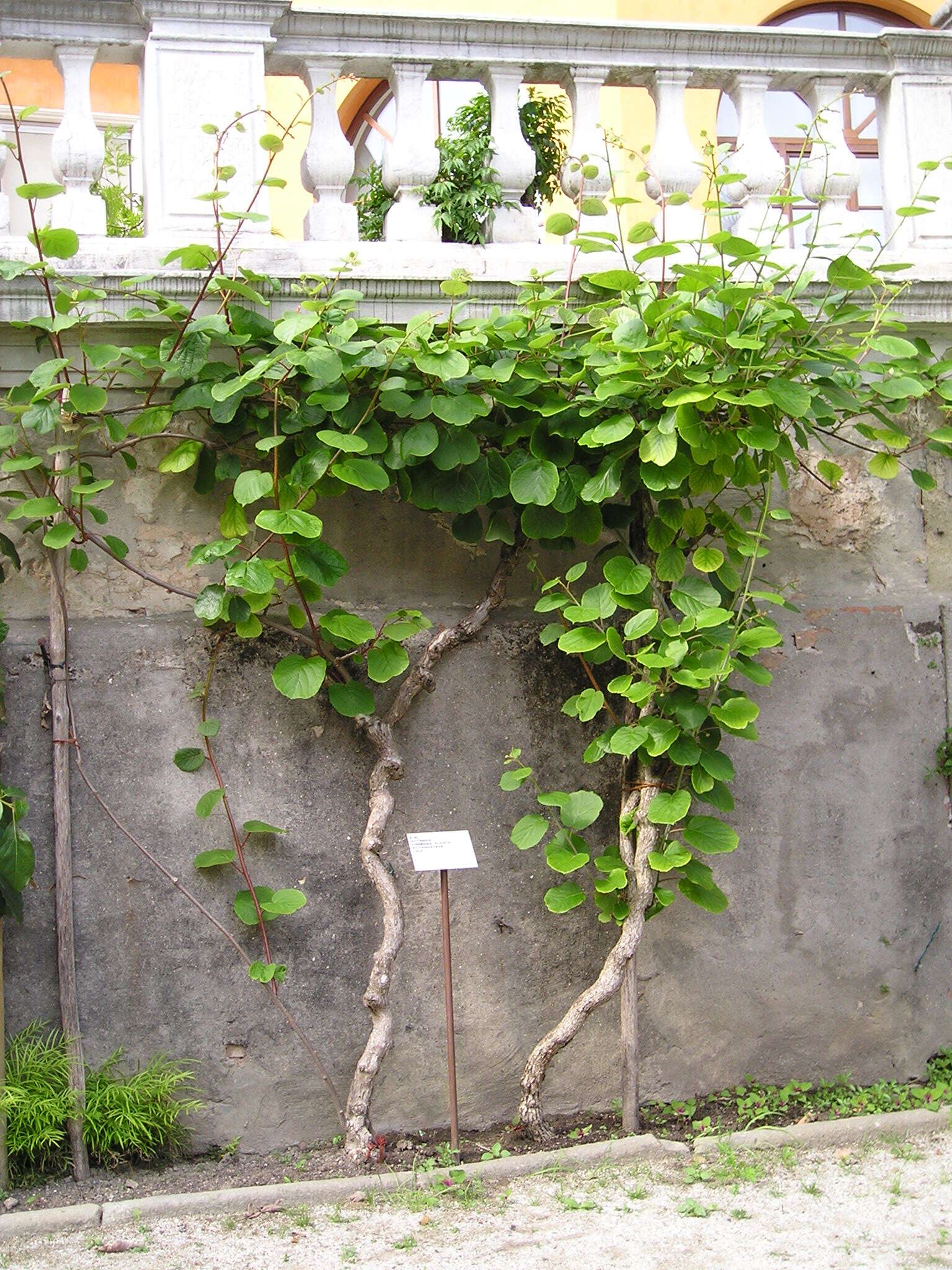 Image de Actinidia chinensis Planch.