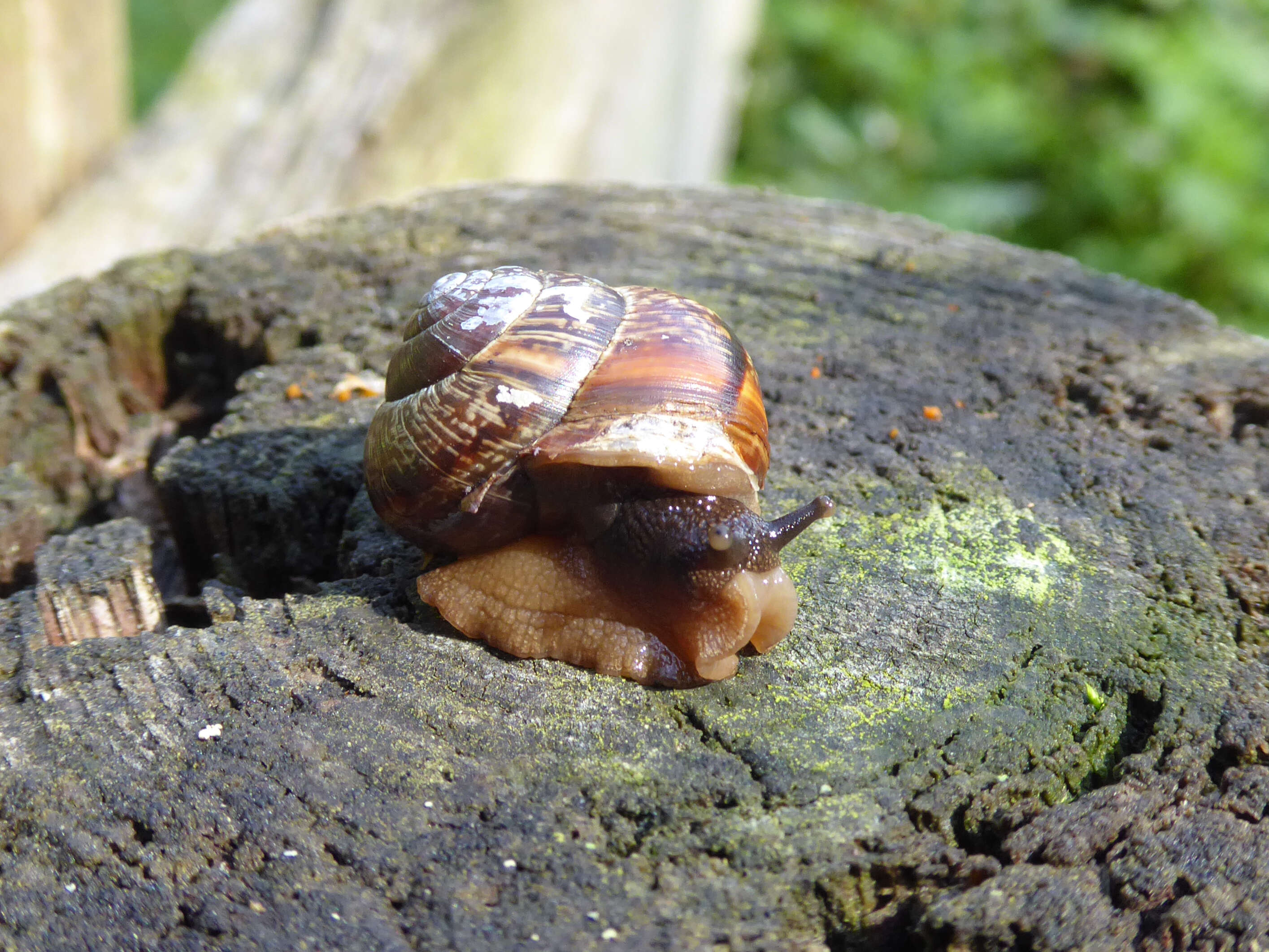 Image of Copse Snail