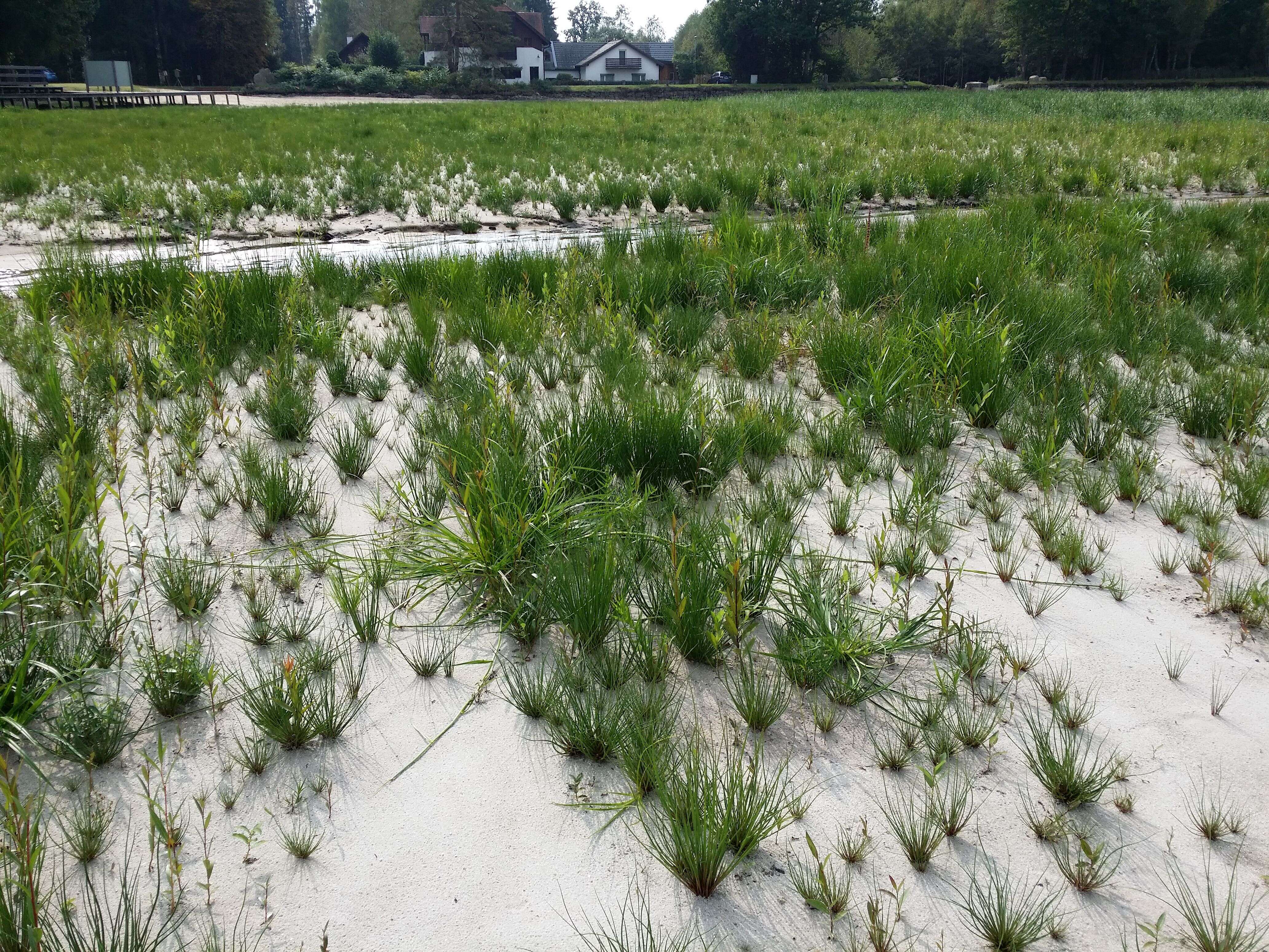 Image of Scirpus radicans Schkuhr