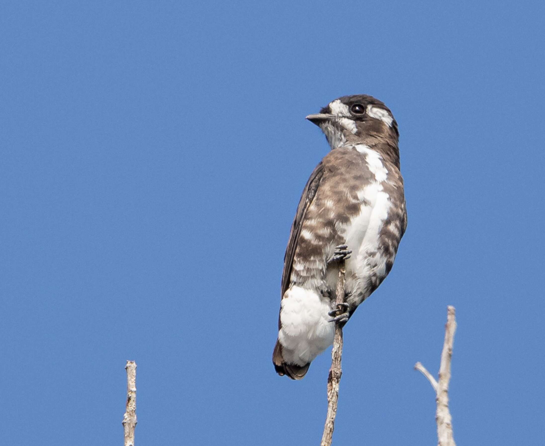 Image of White-browed Purpletuft