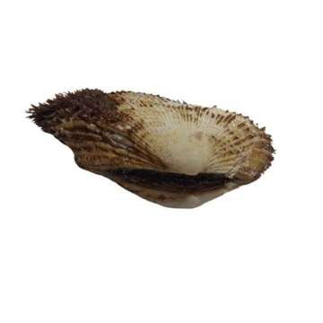 Image of white-beard ark shell