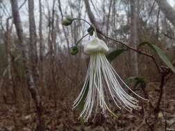 Image of Bay-leaved caper