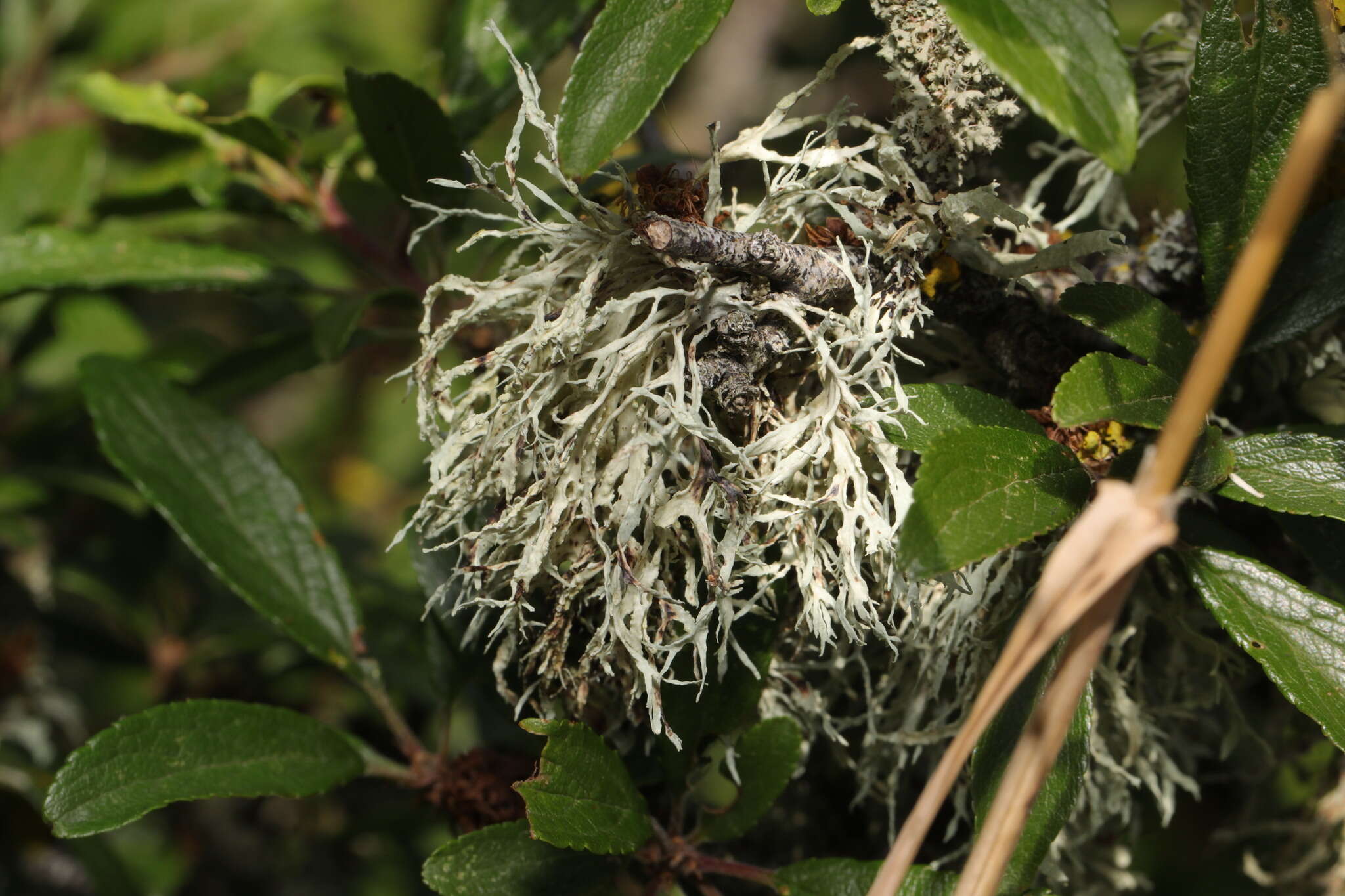 Image of farinose cartilage lichen