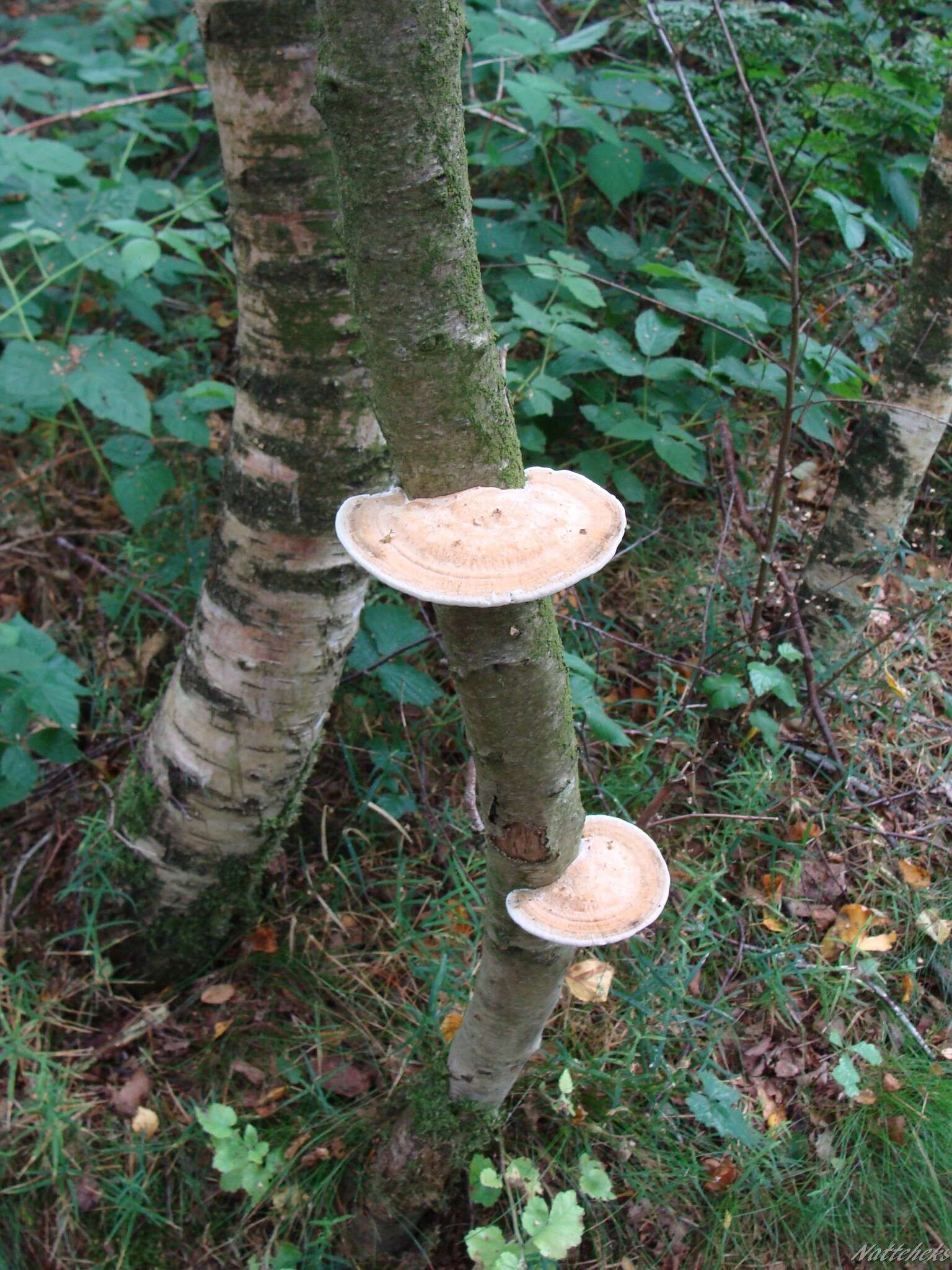 Image of birch polypore