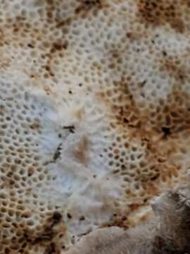 Image of Turkey Tail