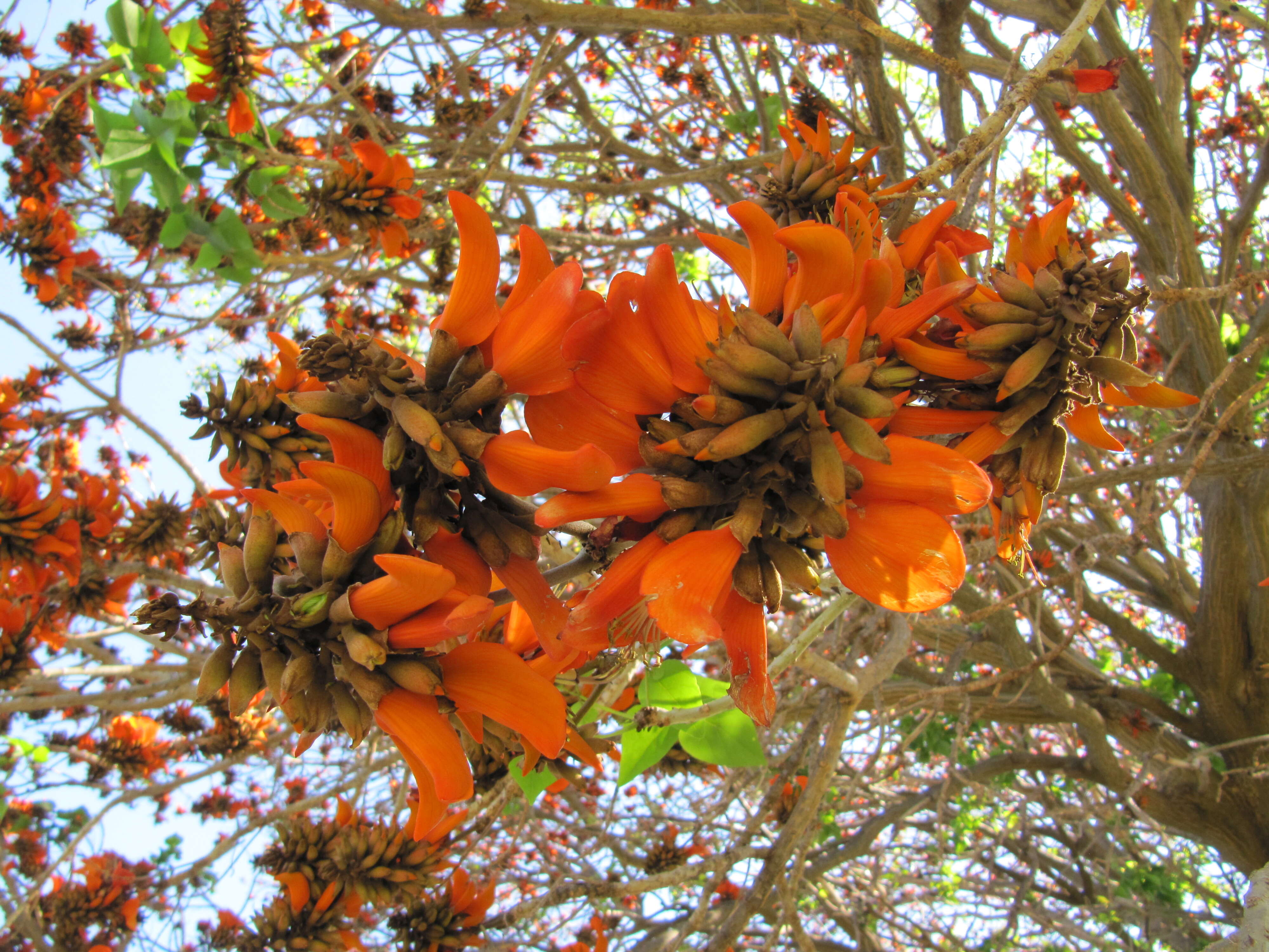 Image of coral erythrina