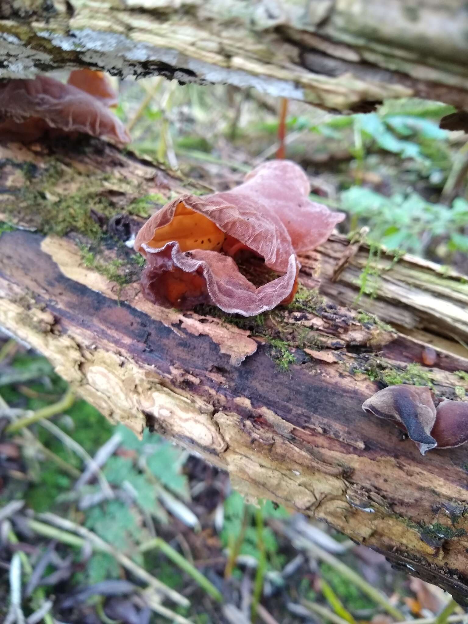 Image of ear fungus