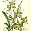 Image of Vanda bensonii Bateman