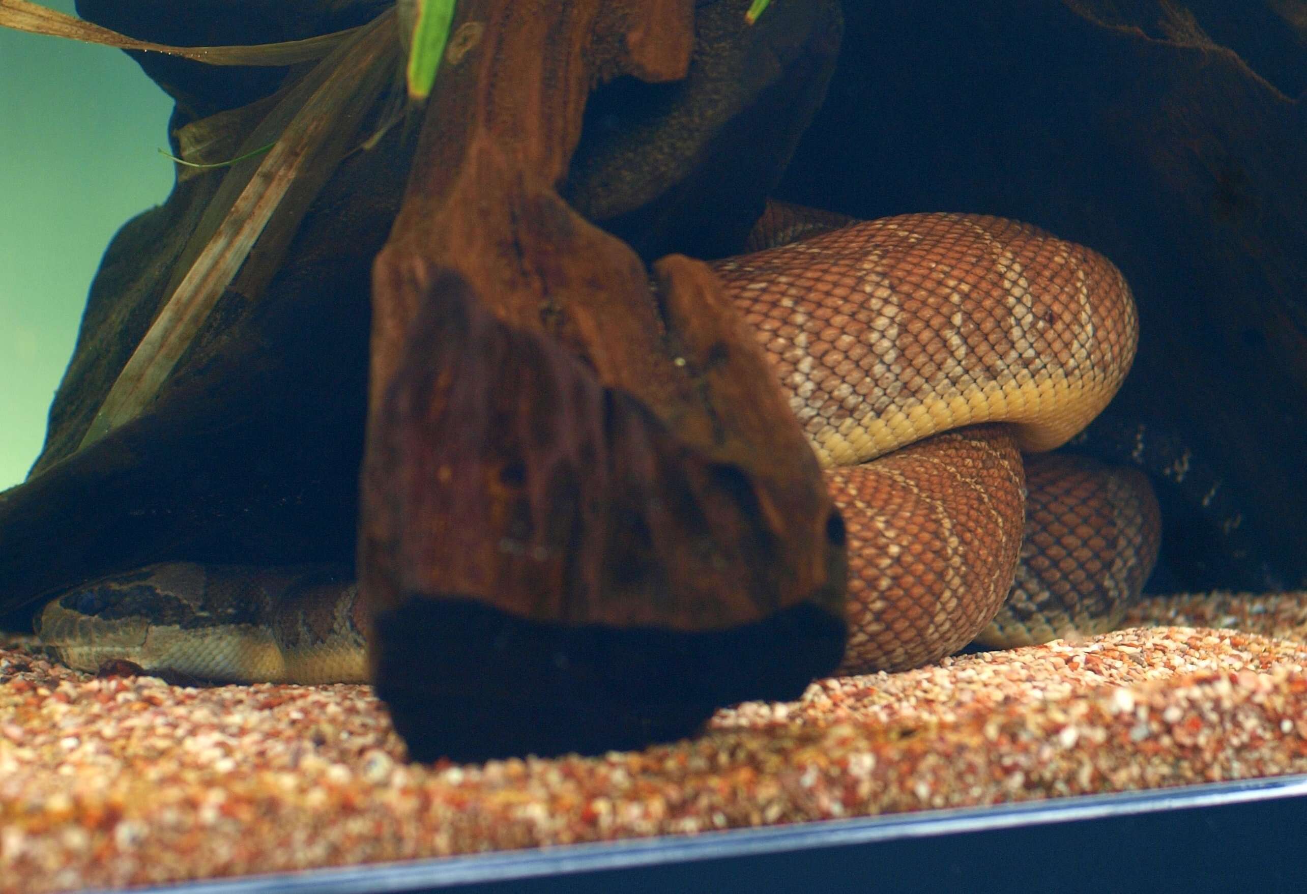 Image of Masked Water Snake