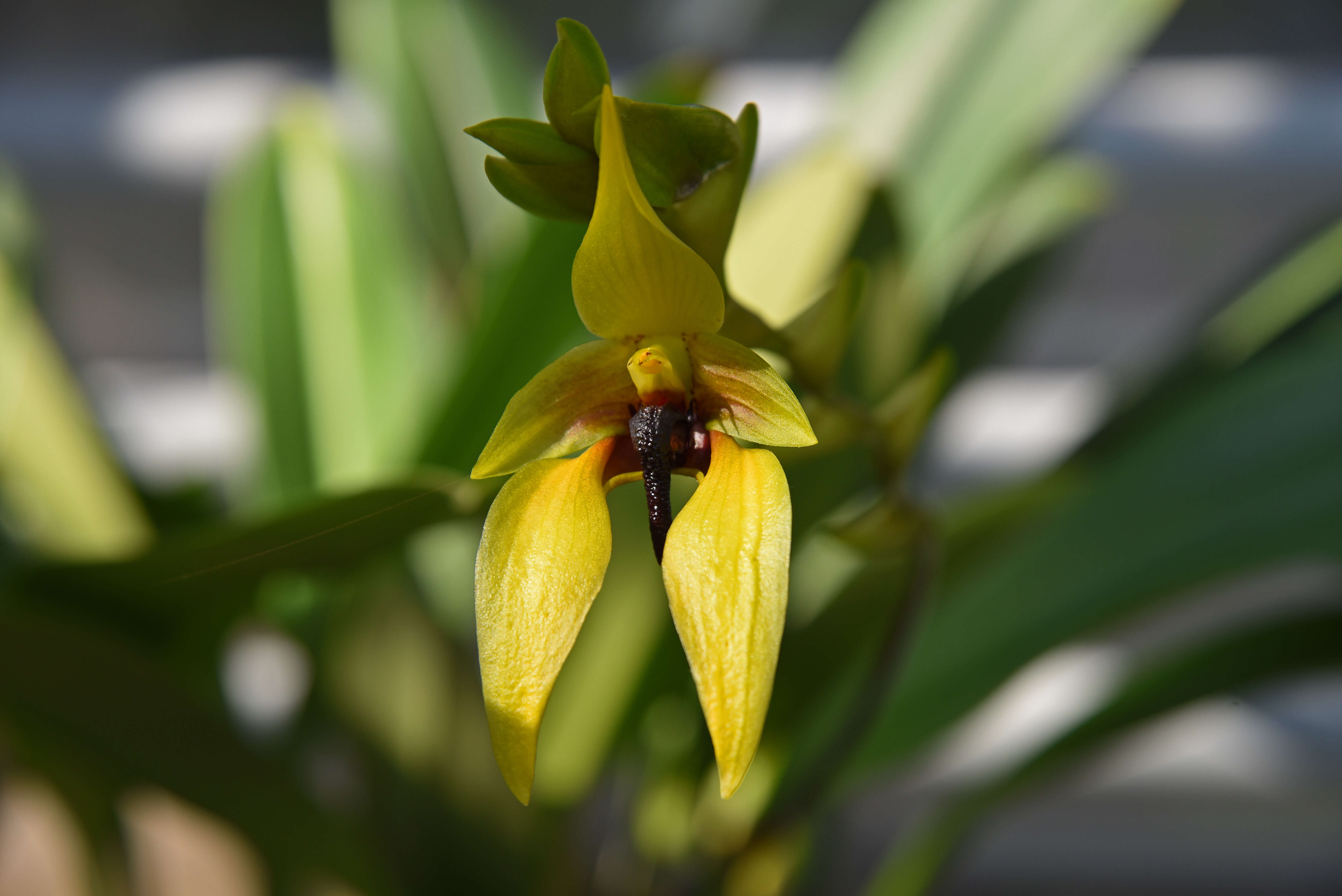 Image of Bulbophyllum amplebracteatum Teijsm. & Binn.
