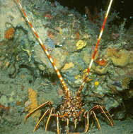 Image of Common Spiny Lobster