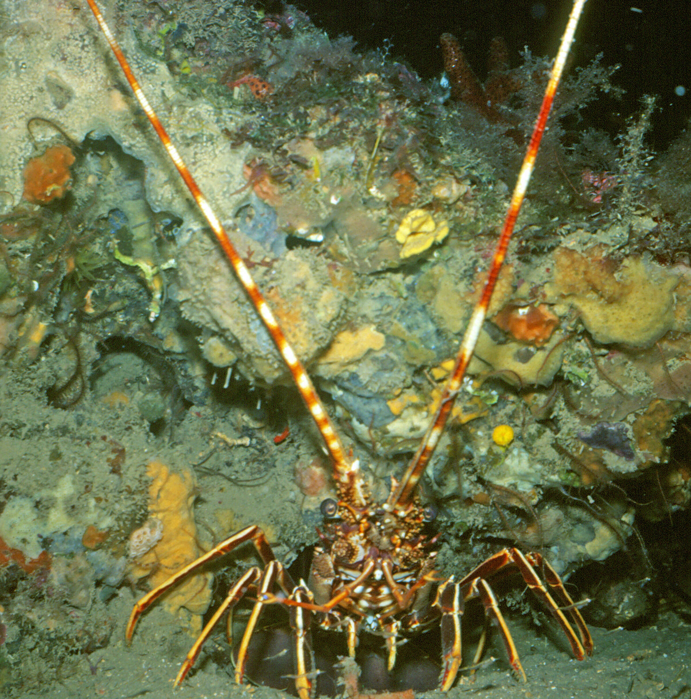 Image de langouste commune