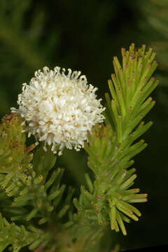 Image of Berzelia lanuginosa (L.) Brongn.