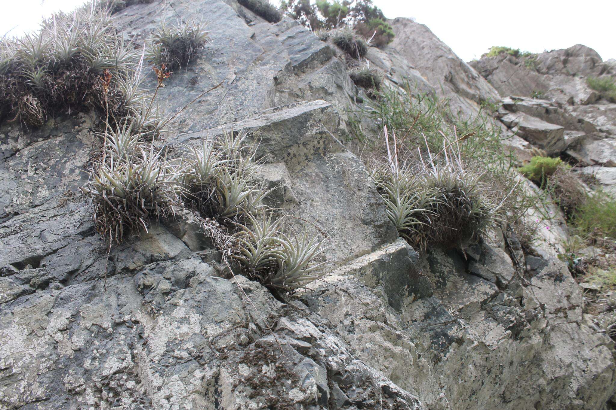 Image of Airplants