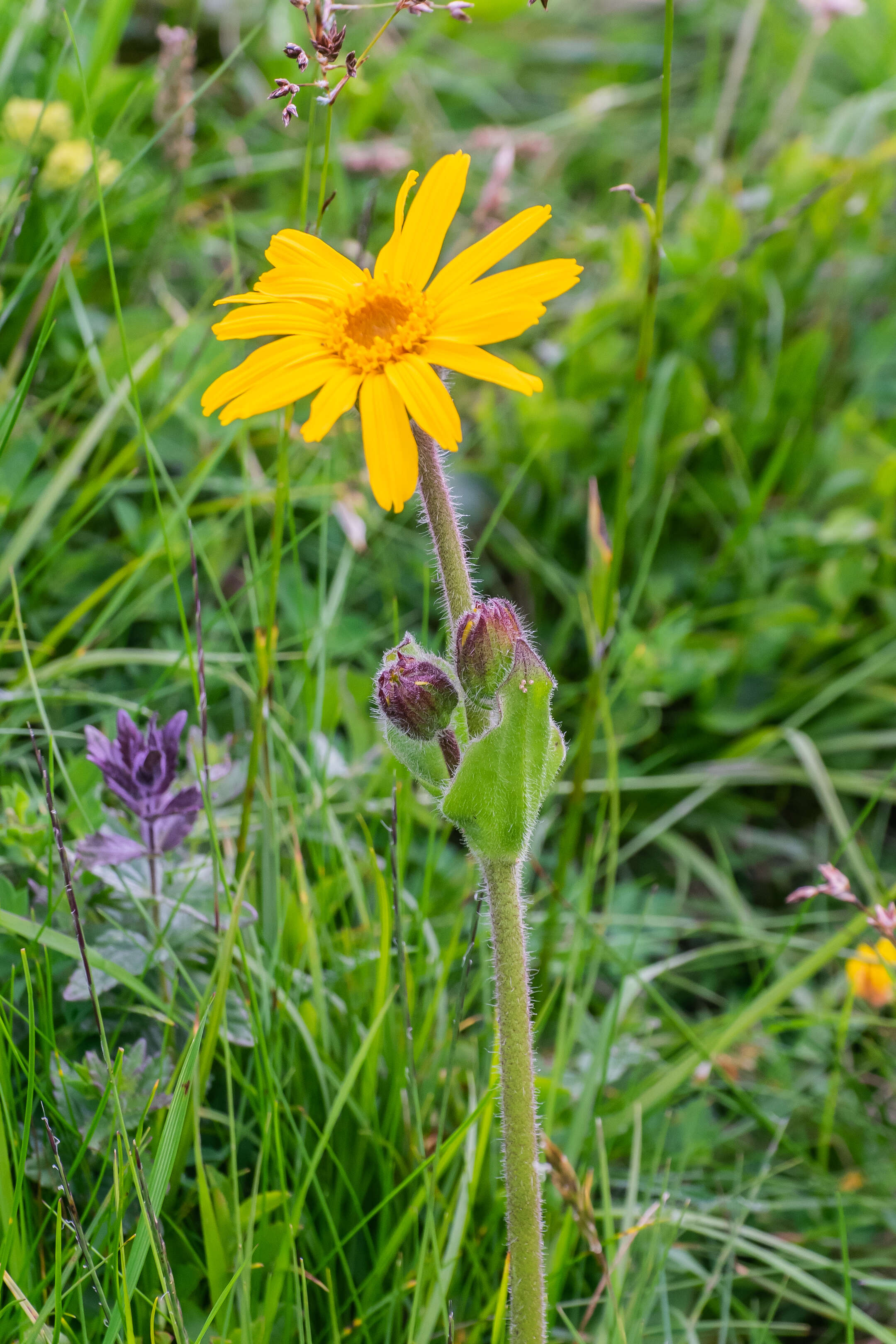 Image of mountain arnica