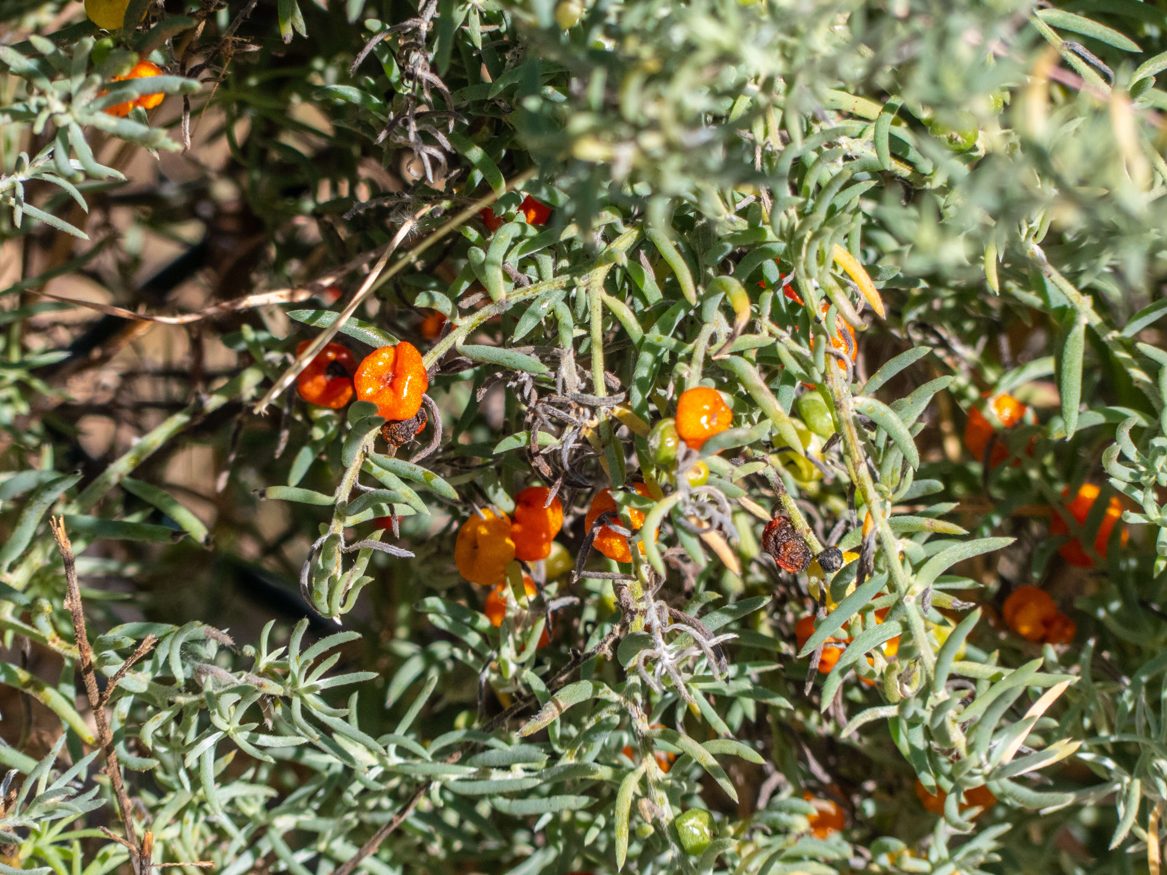 Imagem de Enchylaena tomentosa R. Br.