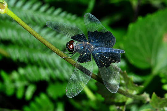 Image of Rhyothemis triangularis Kirby 1889