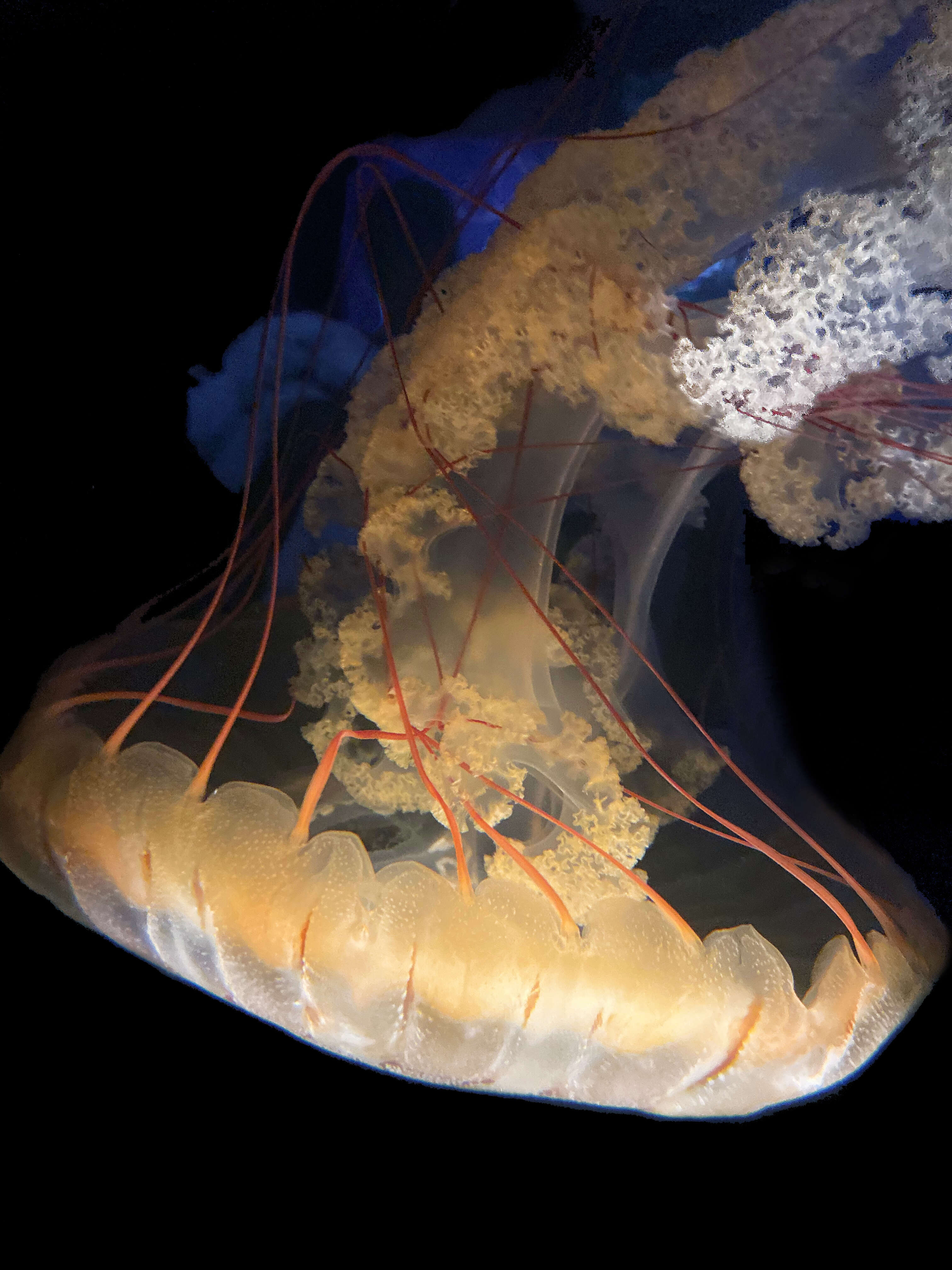 Image of Sea nettle