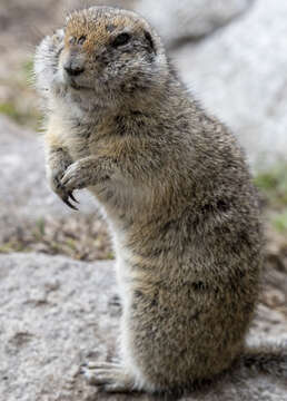 Image of Caucasian Mountain Ground Squirrel