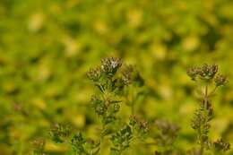 Image of oregano