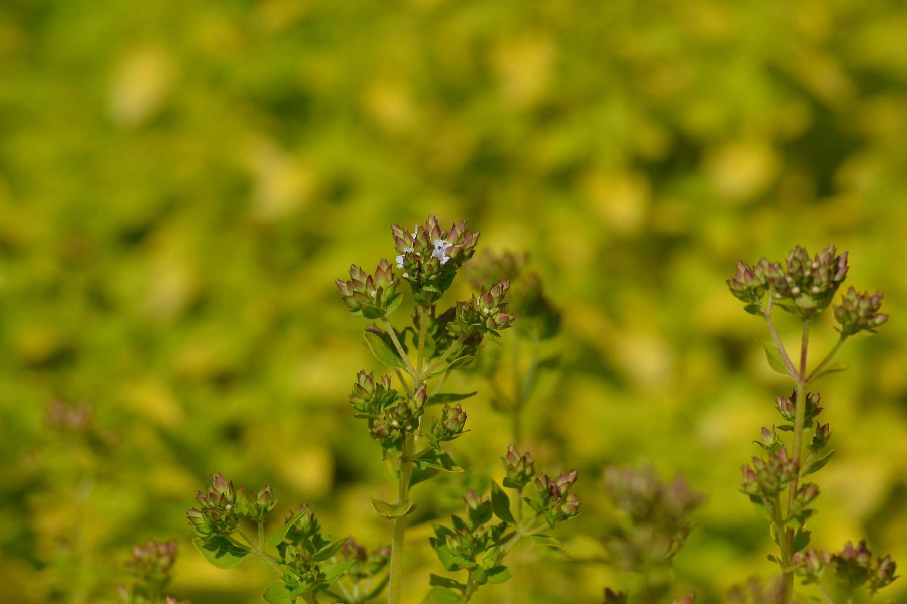 Image of oregano