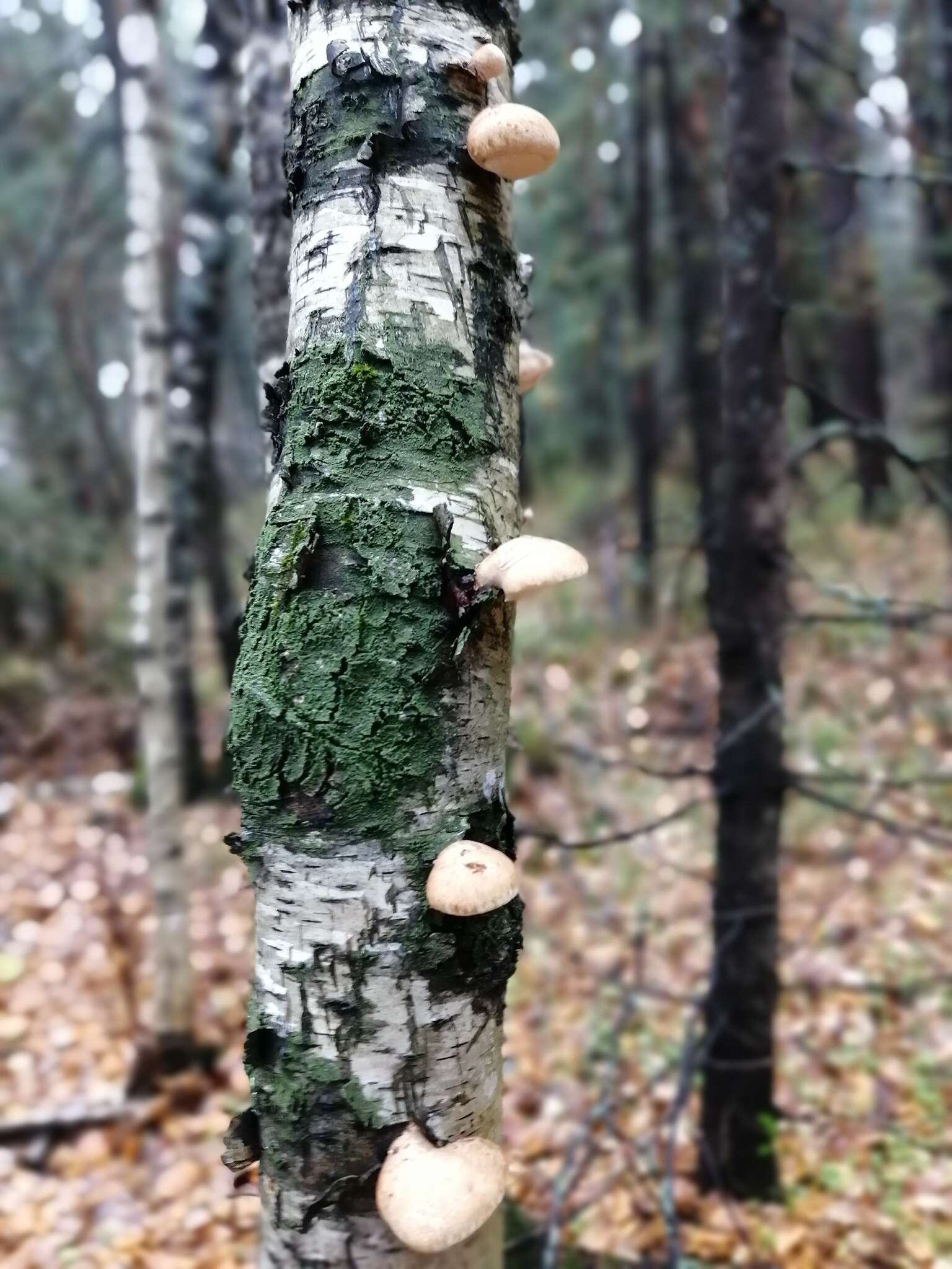 Image of birch polypore