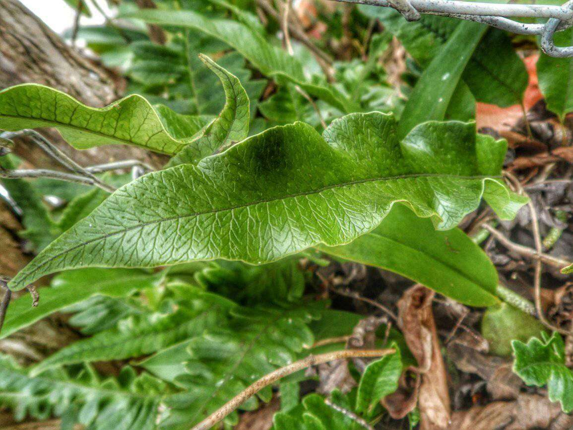 Слика од Serpocaulon