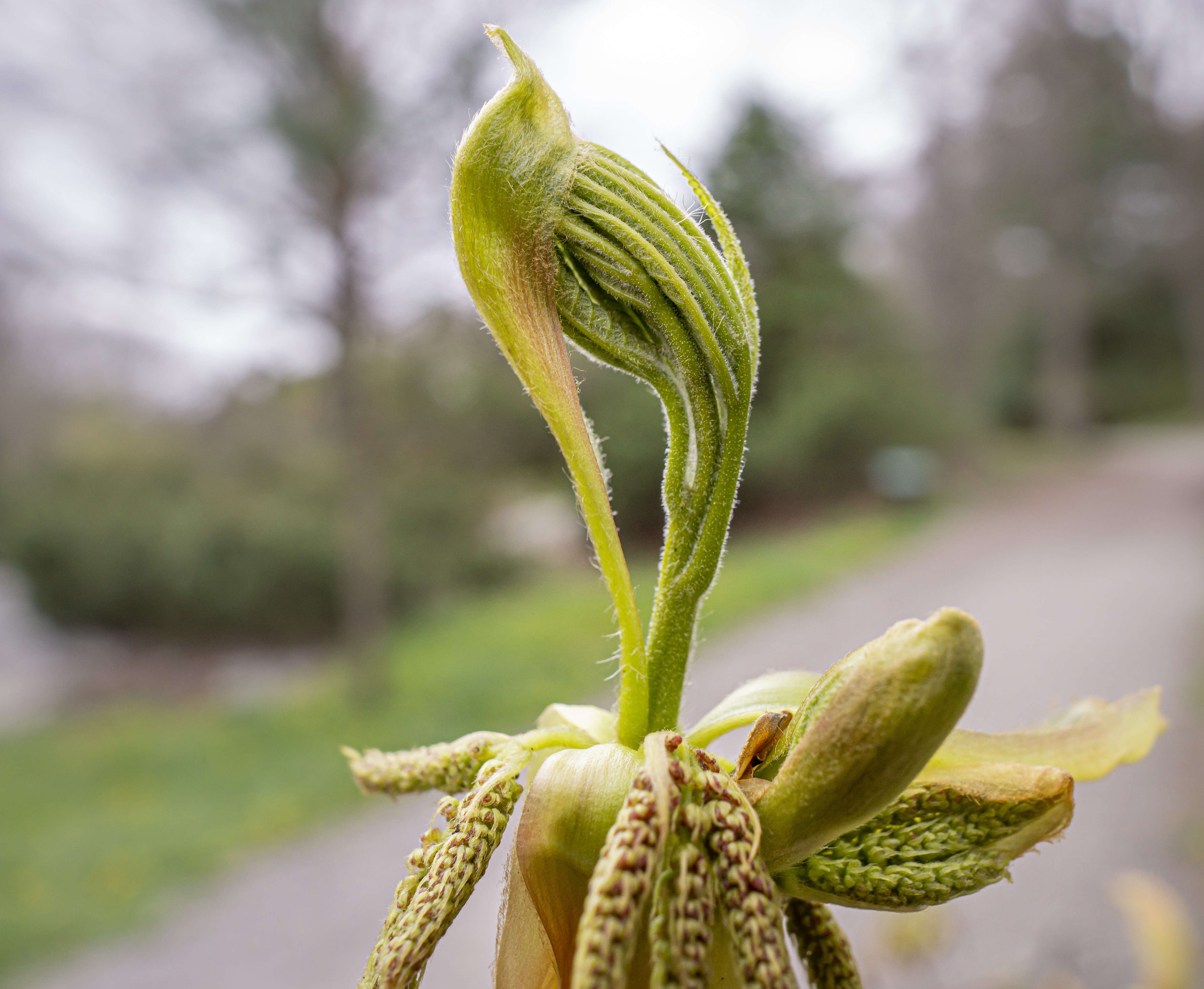 Image of pignut hickory