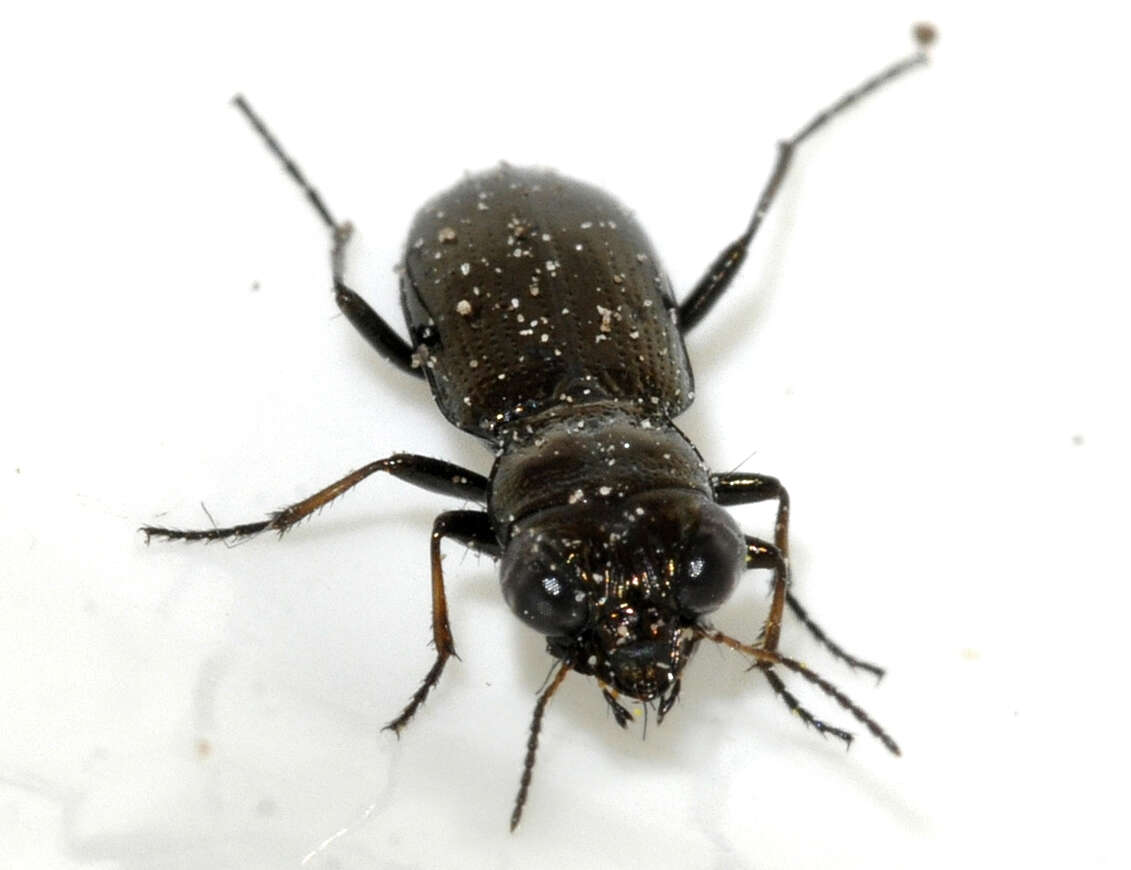 Image of Rough-necked Springtail-stalker